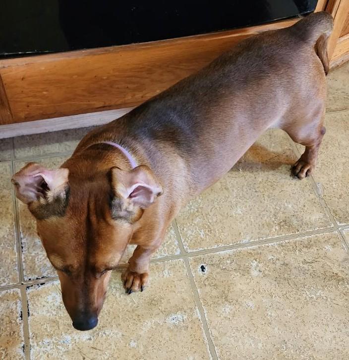 WILLOW BEA, a Adoptable Dachshund in Georgetown, KY image 4/4