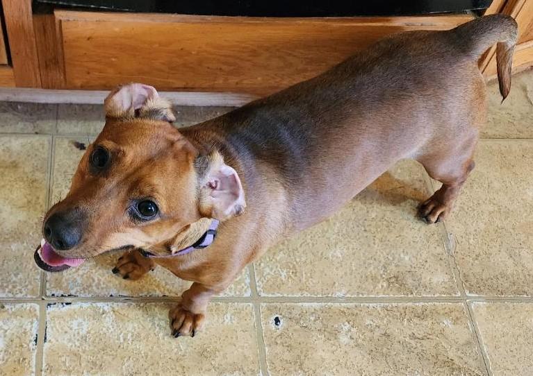 WILLOW BEA, a Adoptable Dachshund in Georgetown, KY image 1/4