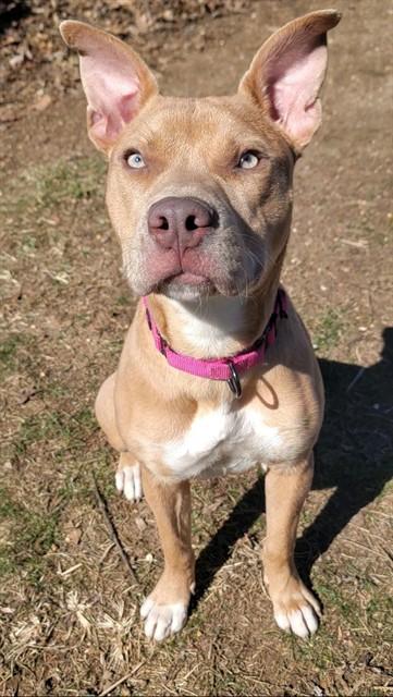 Enlarge TUNA, a Adoptable mixed breed in Saint Peters, MO image 1/1