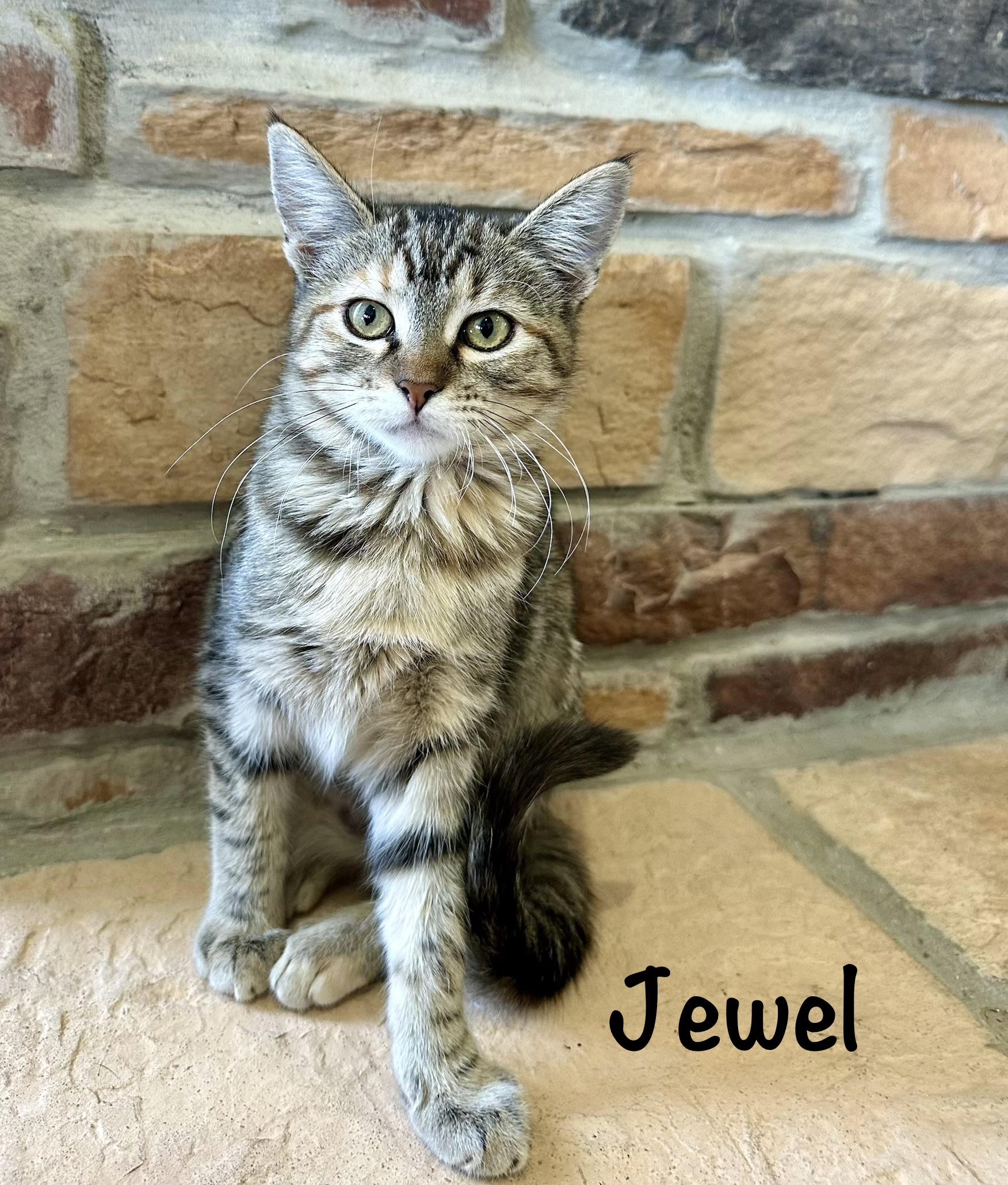Enlarge Jewel, a Adoptable Domestic Short Hair in Houston, TX image 1/2