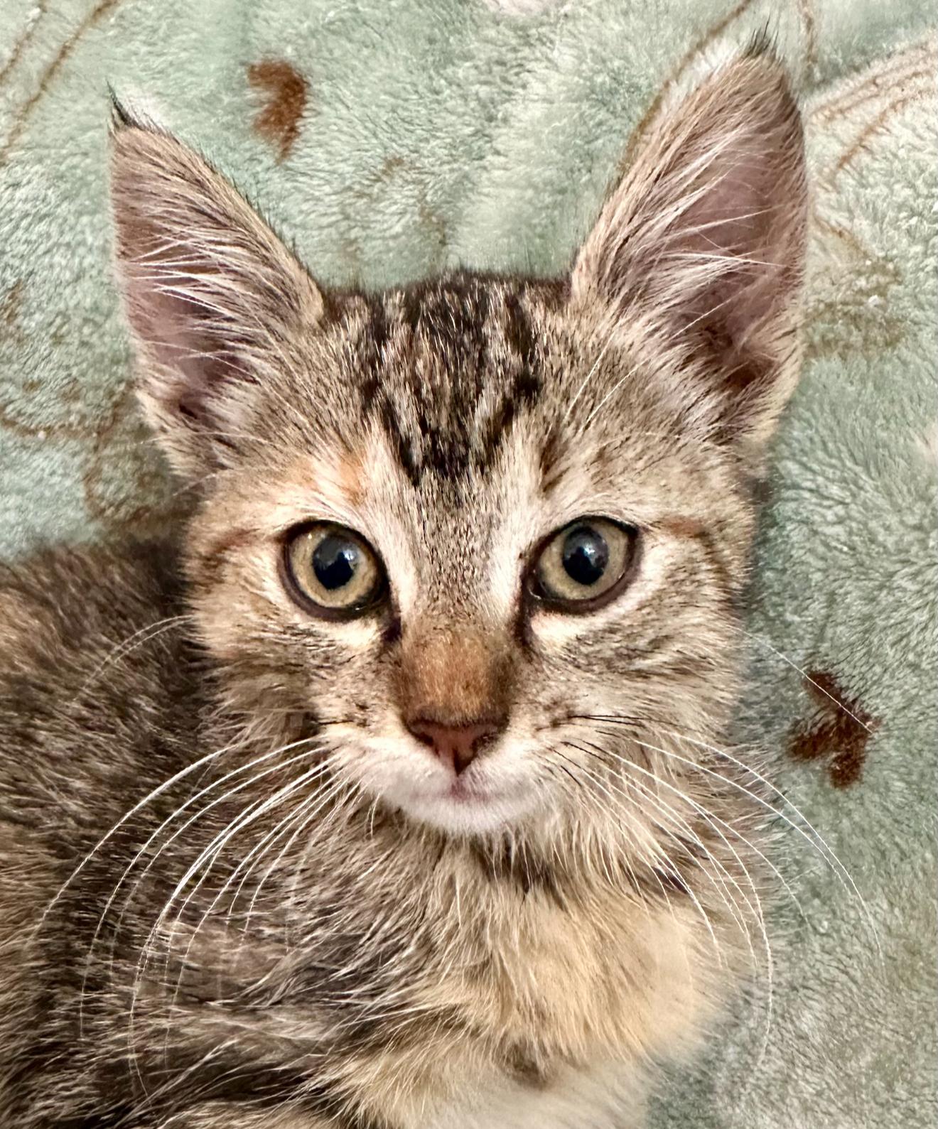 Enlarge Jewel, a Adoptable Domestic Short Hair in Houston, TX image 2/2