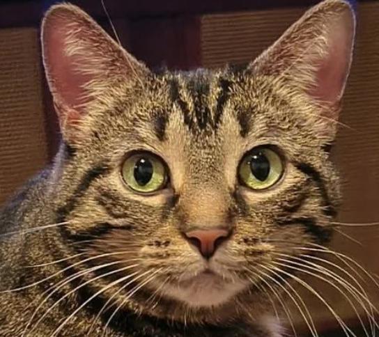 Zoey, ADOPTABLE, Adult Female Domestic Short Hair.
