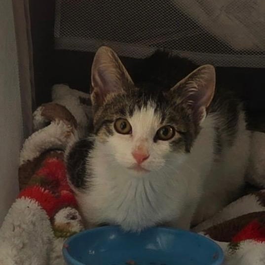 Enlarge Biscotti and Tatum, a ADOPTABLE Domestic Short Hair in Pardeeville, WI image 5/5