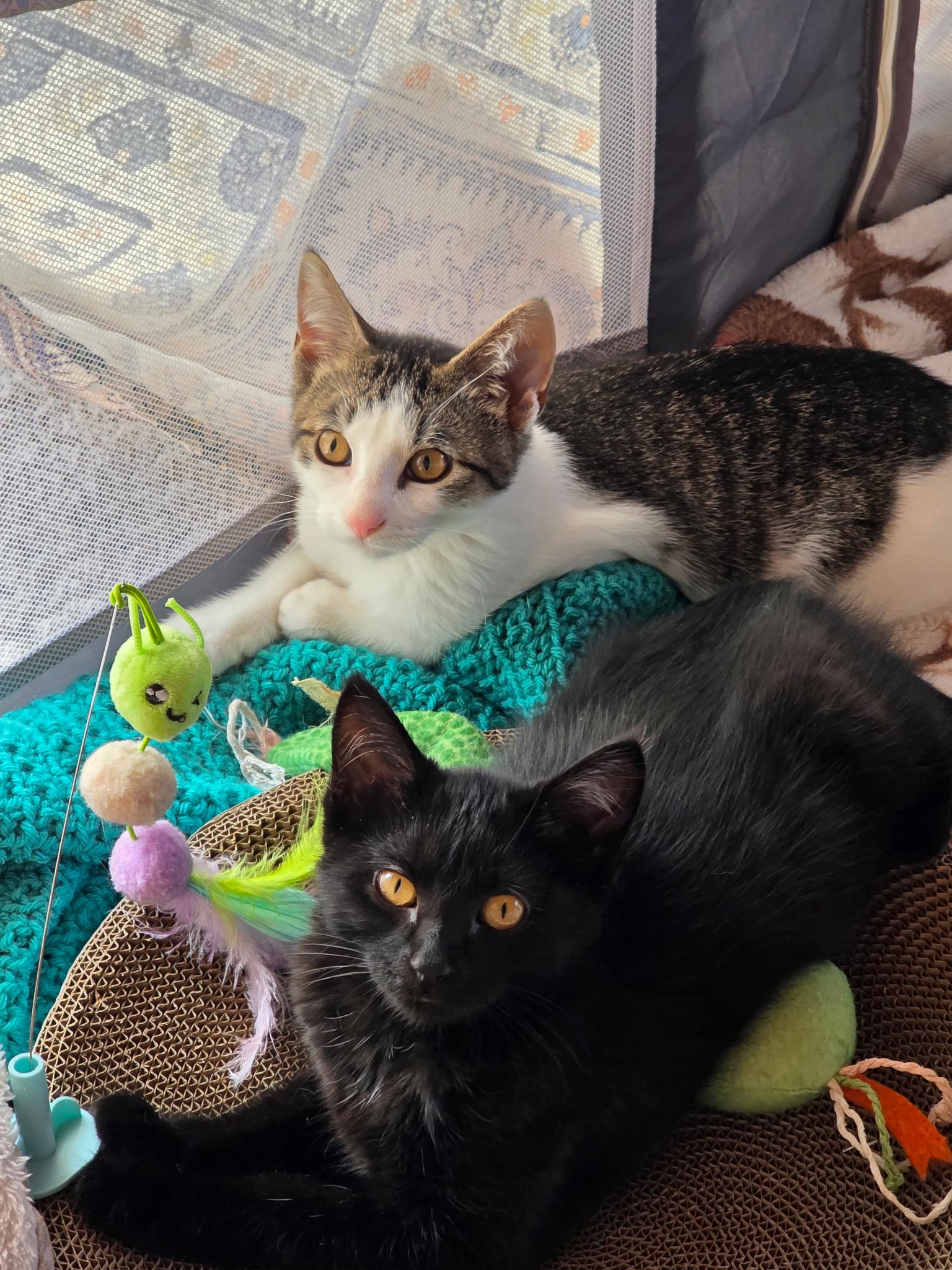 Biscotti and Tatum, ADOPTABLE, Kitten Male Domestic Short Hair.