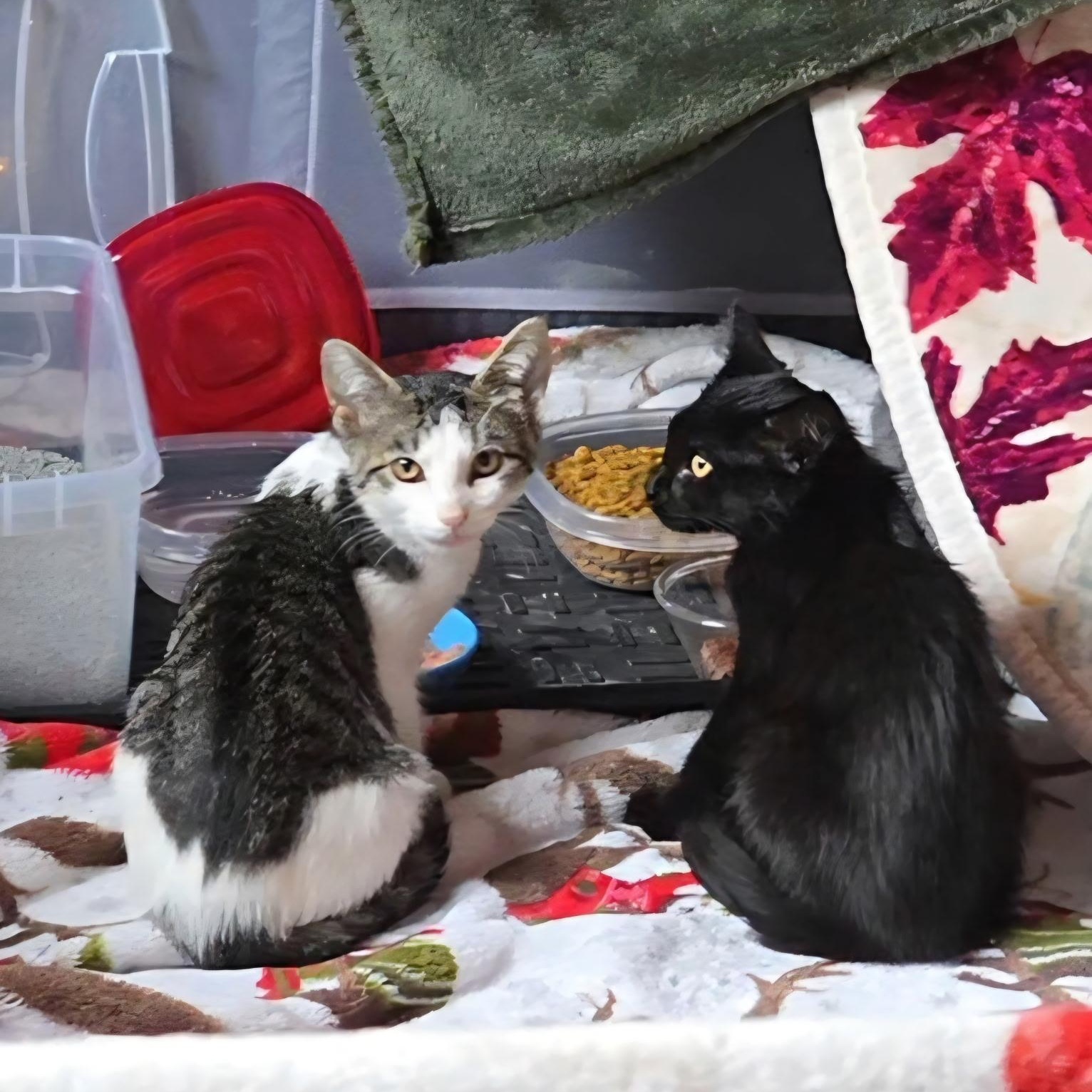 Enlarge Biscotti and Tatum, a ADOPTABLE Domestic Short Hair in Pardeeville, WI image 2/5