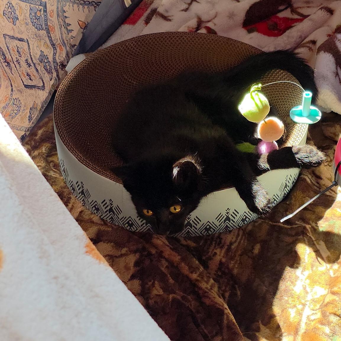 Enlarge Biscotti and Tatum, a ADOPTABLE Domestic Short Hair in Pardeeville, WI image 3/5