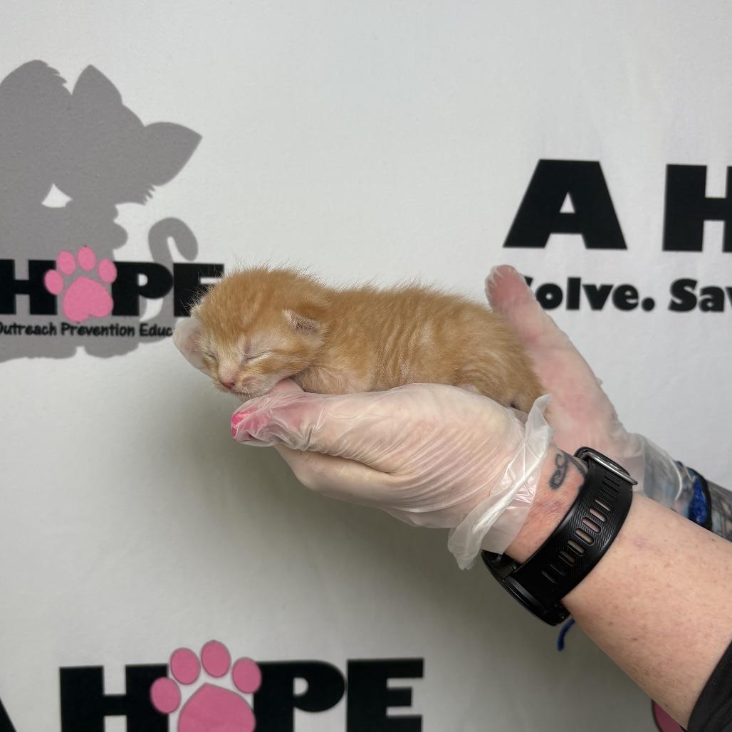 Buffalo, Adoptable, Kitten Male American Shorthair.
