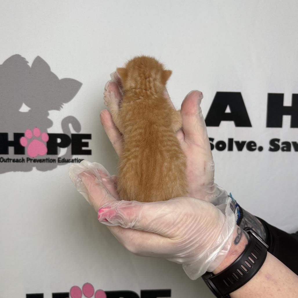 Enlarge Buffalo, a Adoptable mixed breed in Milton, FL image 2/6