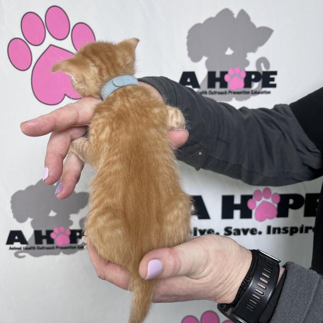 Enlarge Buffalo, a Adoptable mixed breed in Milton, FL image 3/6