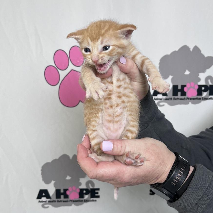Enlarge Buffalo, a Adoptable mixed breed in Milton, FL image 4/6