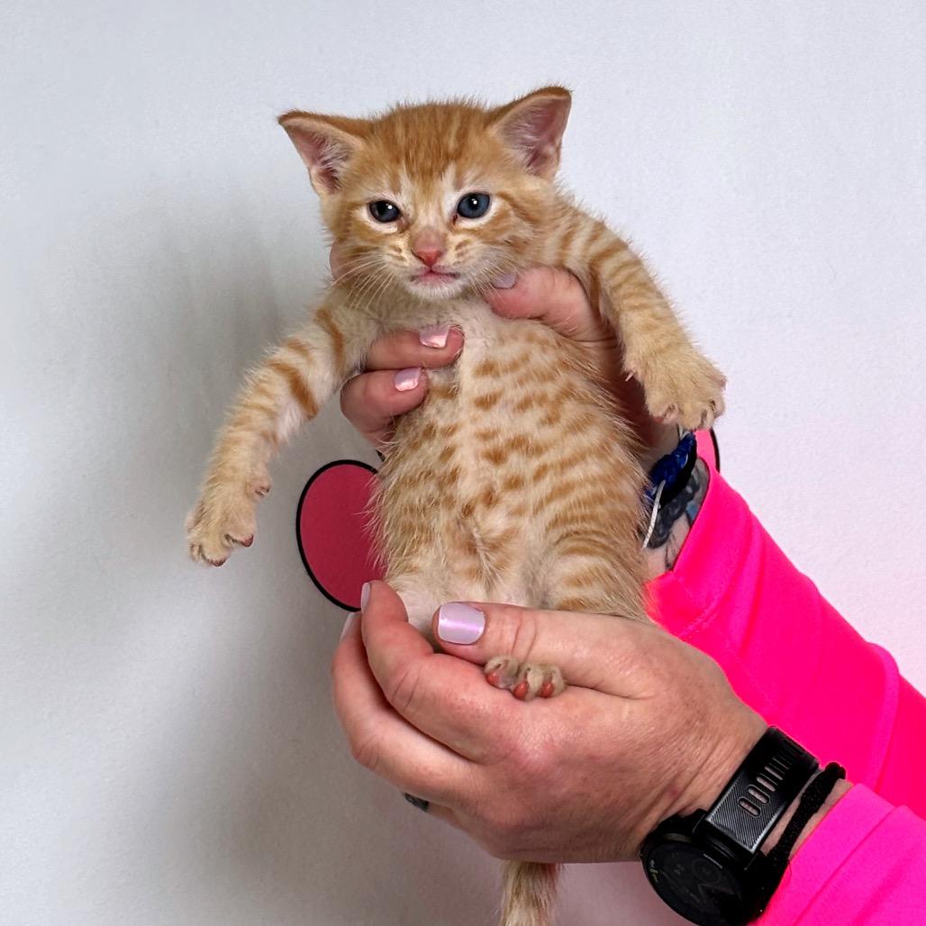 Enlarge Buffalo, a Adoptable mixed breed in Milton, FL image 5/6