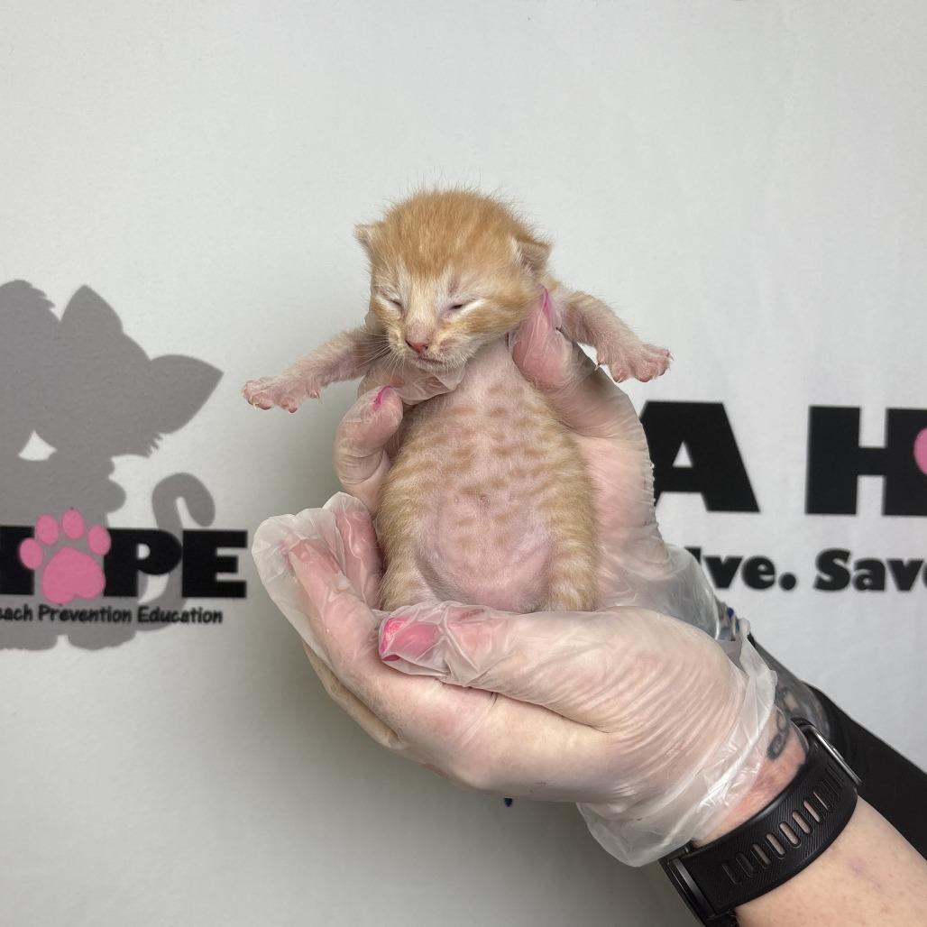 Enlarge Buffalo, a Adoptable mixed breed in Milton, FL image 6/6