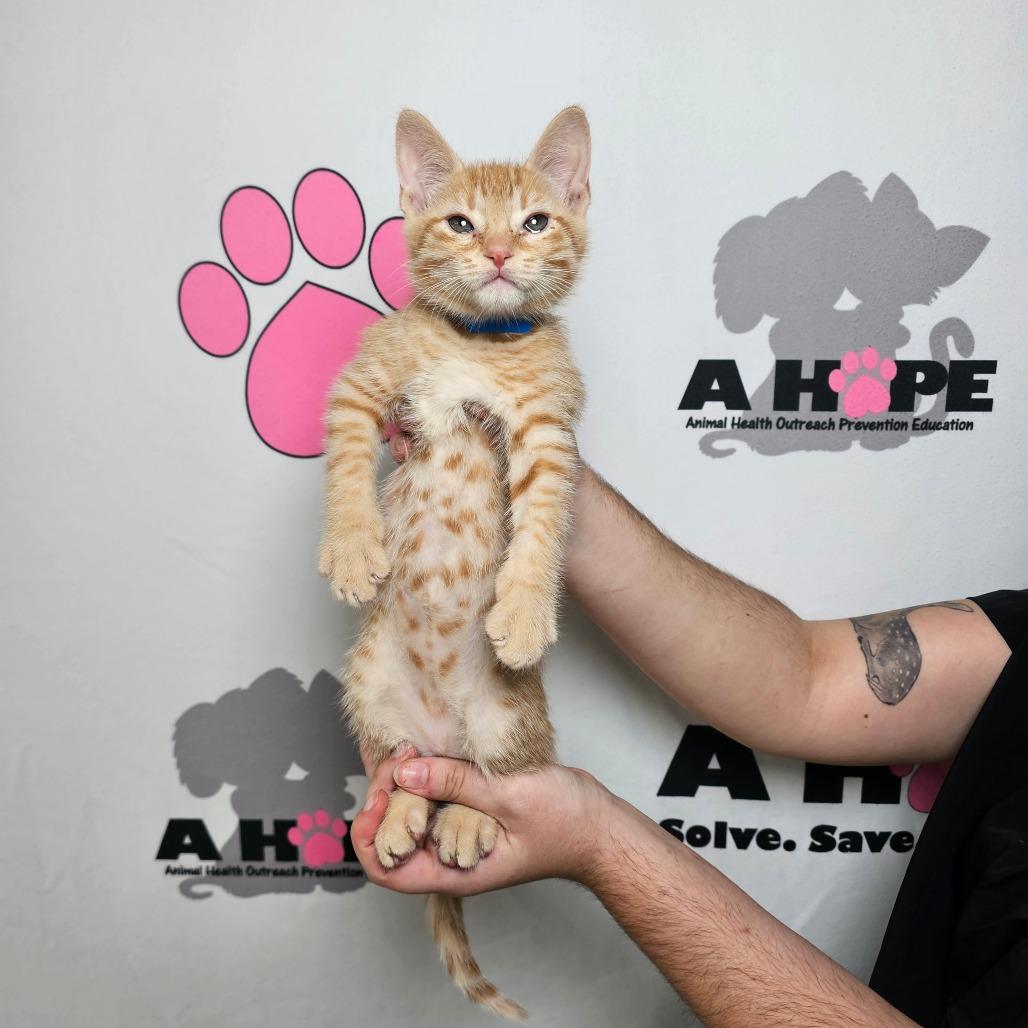 Enlarge Buffalo, a Adoptable mixed breed in Milton, FL image 6/6