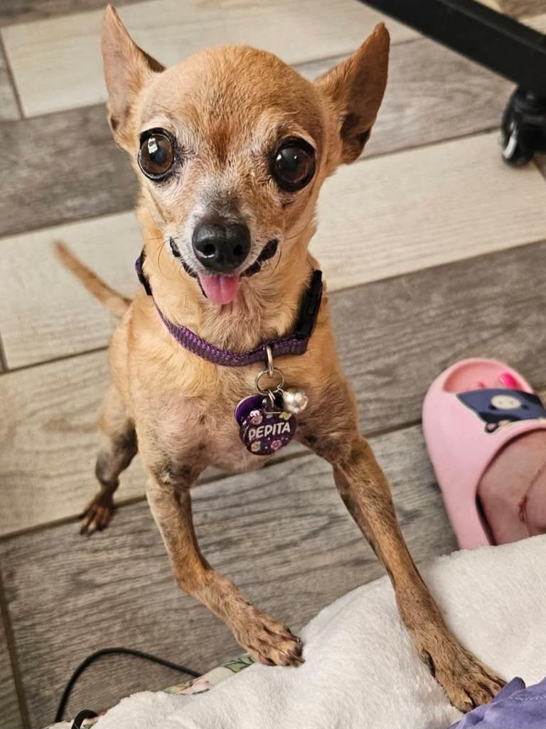 Pepita, Adoptable, Senior Female Chihuahua.