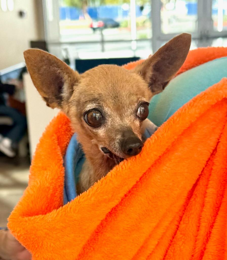 Pepita, Adoptable, Senior Female Chihuahua.