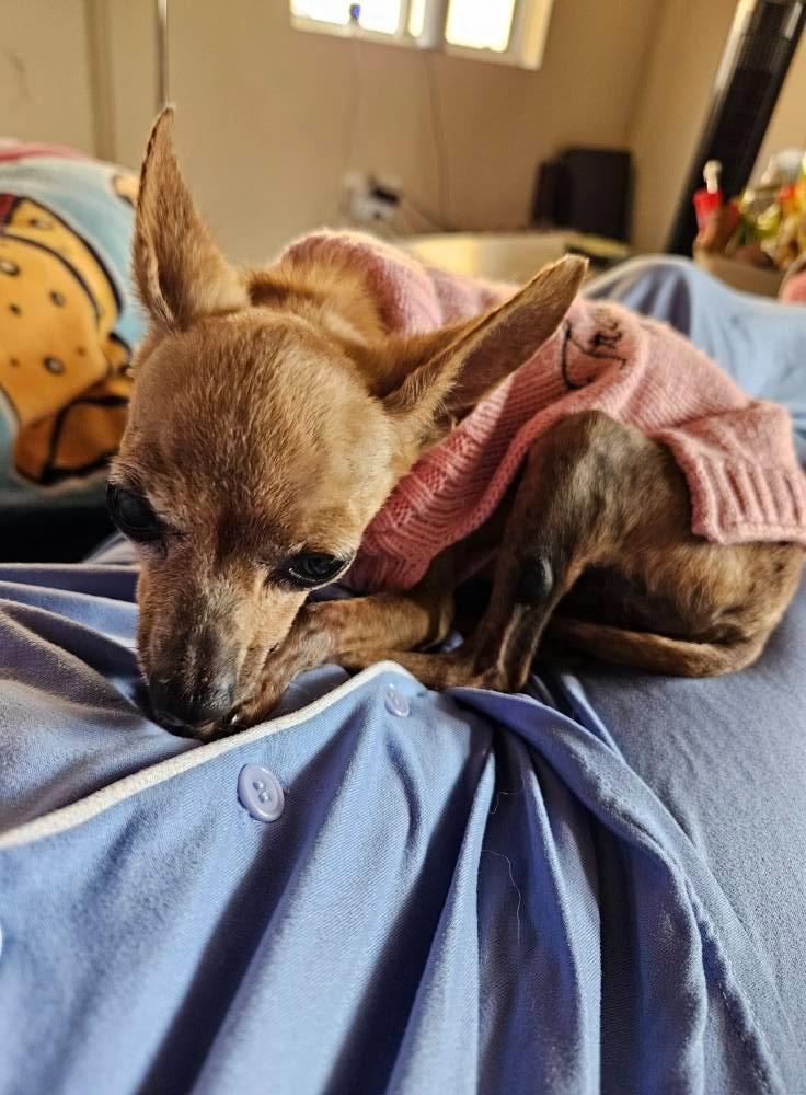 Enlarge Pepita, a Adoptable Chihuahua in El Cajon, CA image 2/6