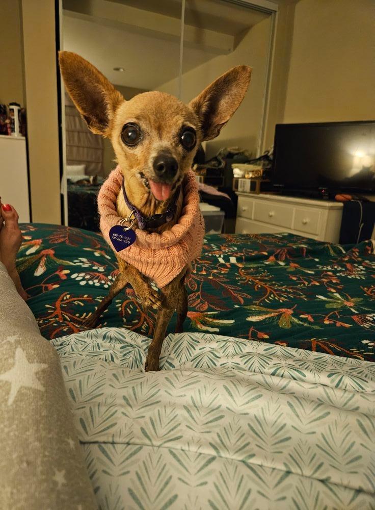 Enlarge Pepita, a Adoptable Chihuahua in El Cajon, CA image 4/6