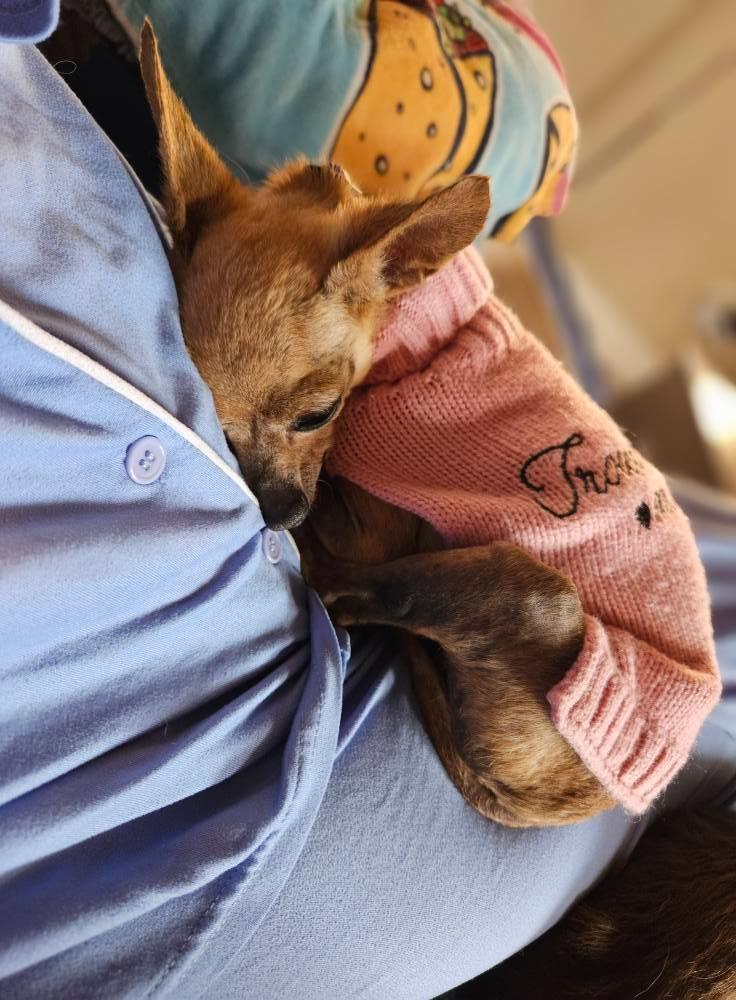 Enlarge Pepita, a Adoptable Chihuahua in El Cajon, CA image 3/6