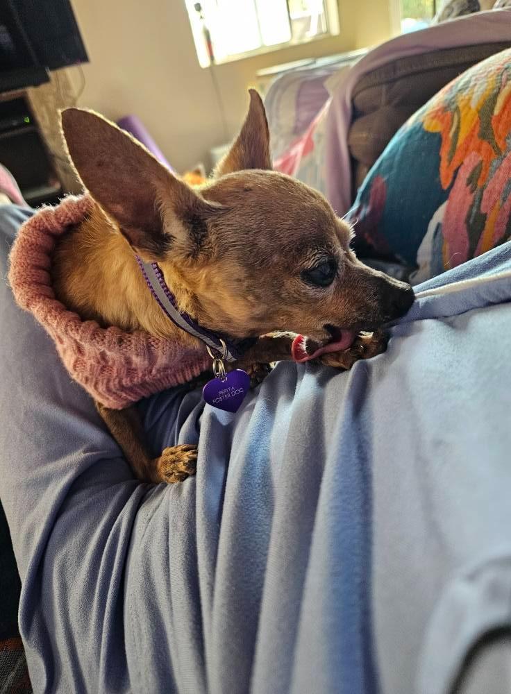 Enlarge Pepita, a Adoptable Chihuahua in El Cajon, CA image 5/6