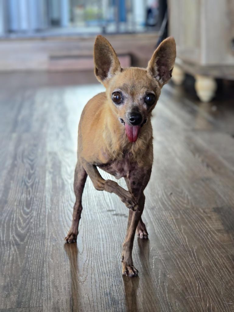 Enlarge Pepita, a Adoptable Chihuahua in El Cajon, CA image 6/6