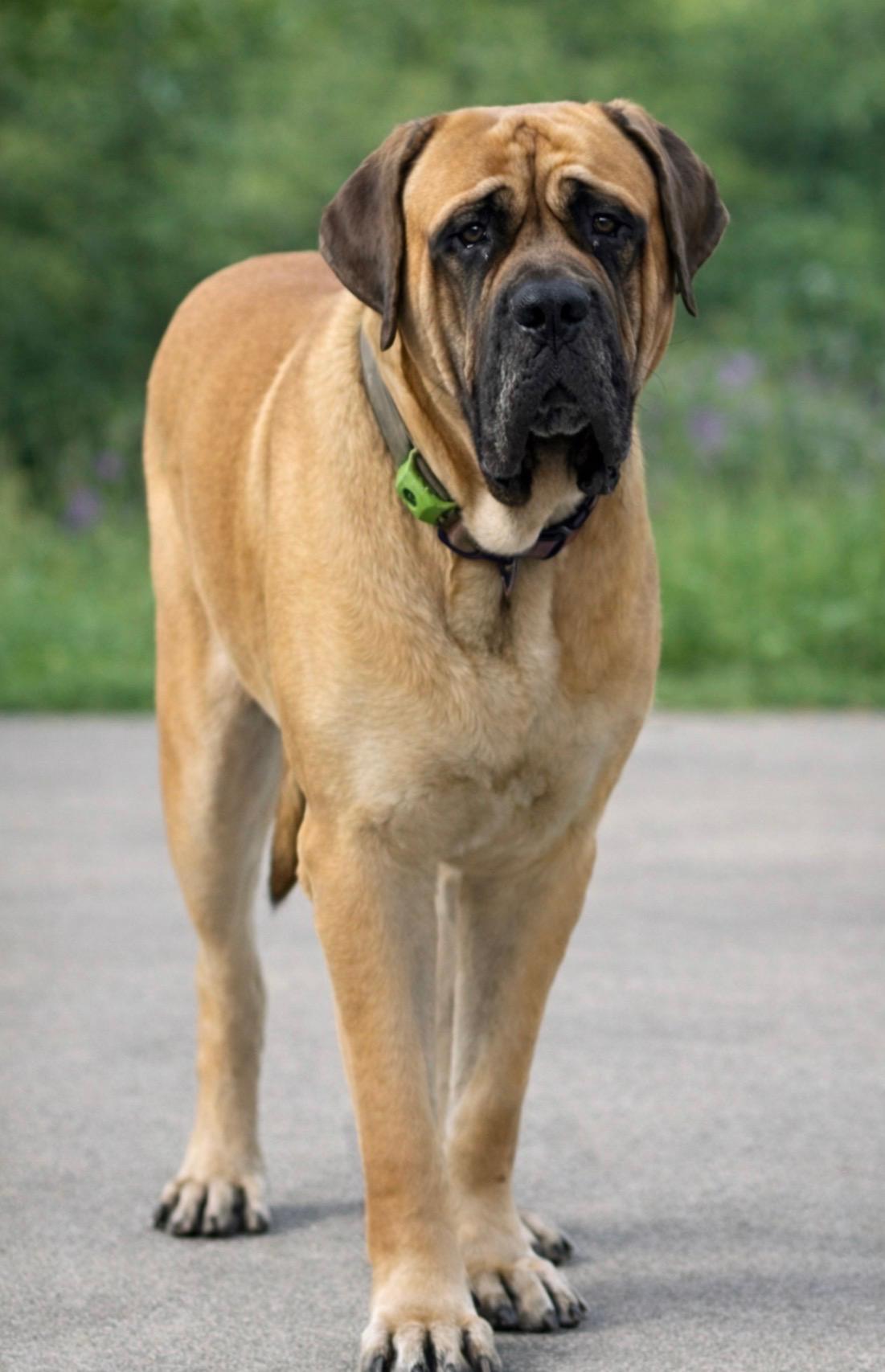 Enlarge Easy , an adopted Mastiff in Los Angeles, CA image 1/3