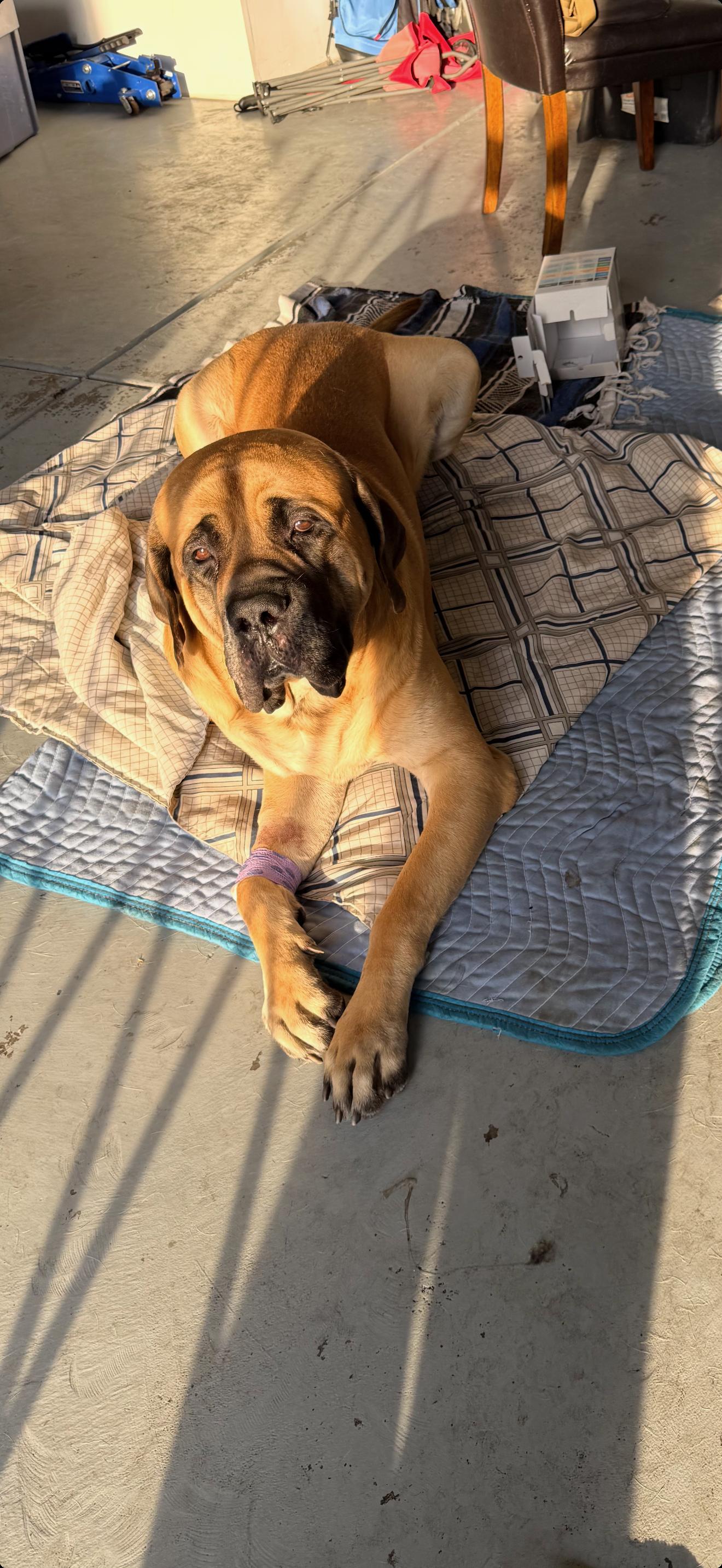 Enlarge Easy , an adopted Mastiff in Los Angeles, CA image 3/3