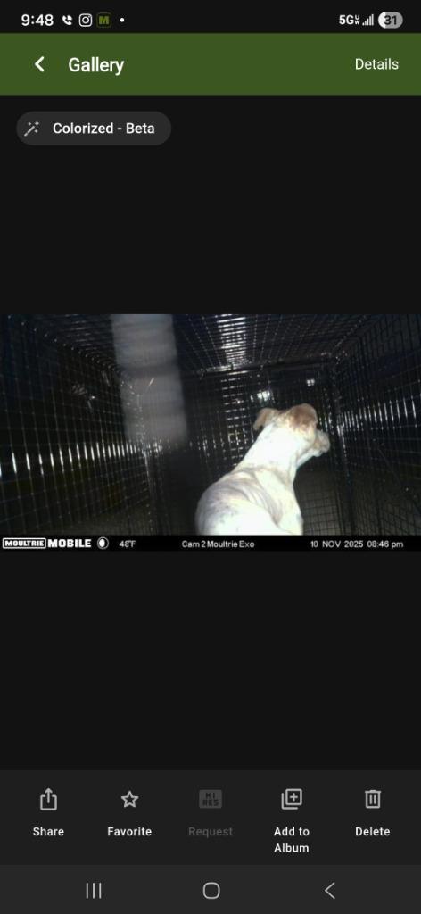 Enlarge Britta, a Adoptable Catahoula Leopard Dog in Minot, ND image 1/3