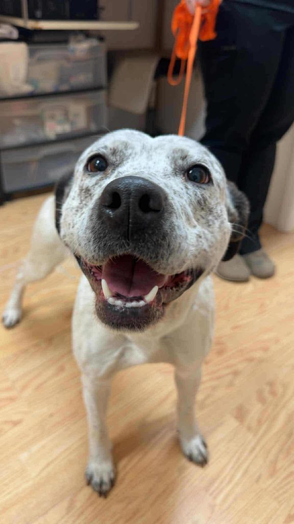 Enlarge Britta, a Adoptable Catahoula Leopard Dog in Minot, ND image 2/3
