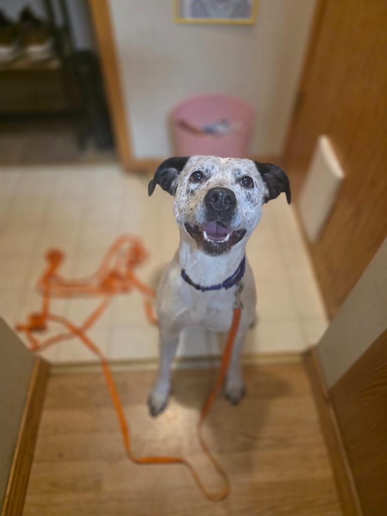 Enlarge Britta, a Adoptable Catahoula Leopard Dog in Minot, ND image 3/3