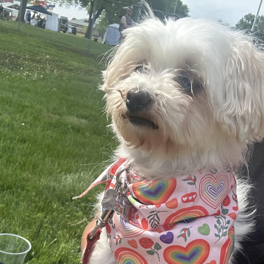 Enlarge Ava, a Adoptable mixed breed in Rochester, MN image 1/6