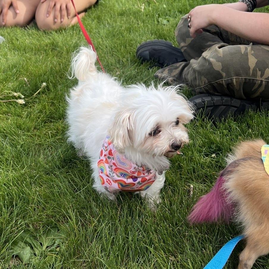 Enlarge Ava, a Adoptable mixed breed in Rochester, MN image 4/6