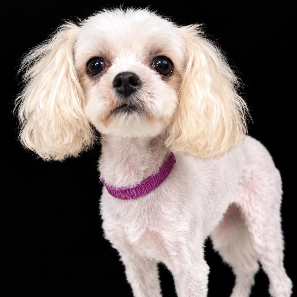 Enlarge Ava, a Adoptable mixed breed in Rochester, MN image 6/6