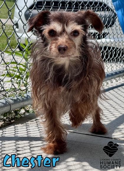 Chester, Adoptable, Senior Male Terrier & Mixed Breed.