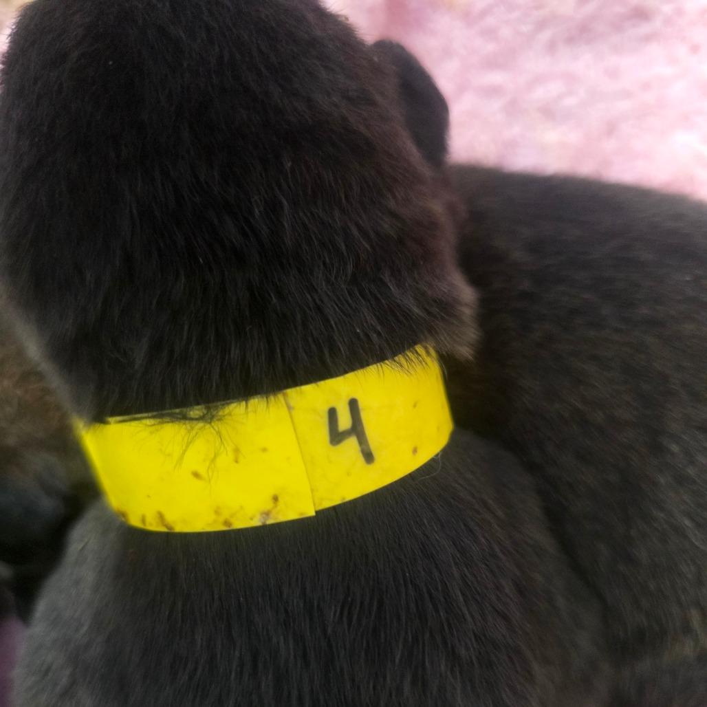 Encore 4, Adoptable, Puppy Male Mixed Breed.