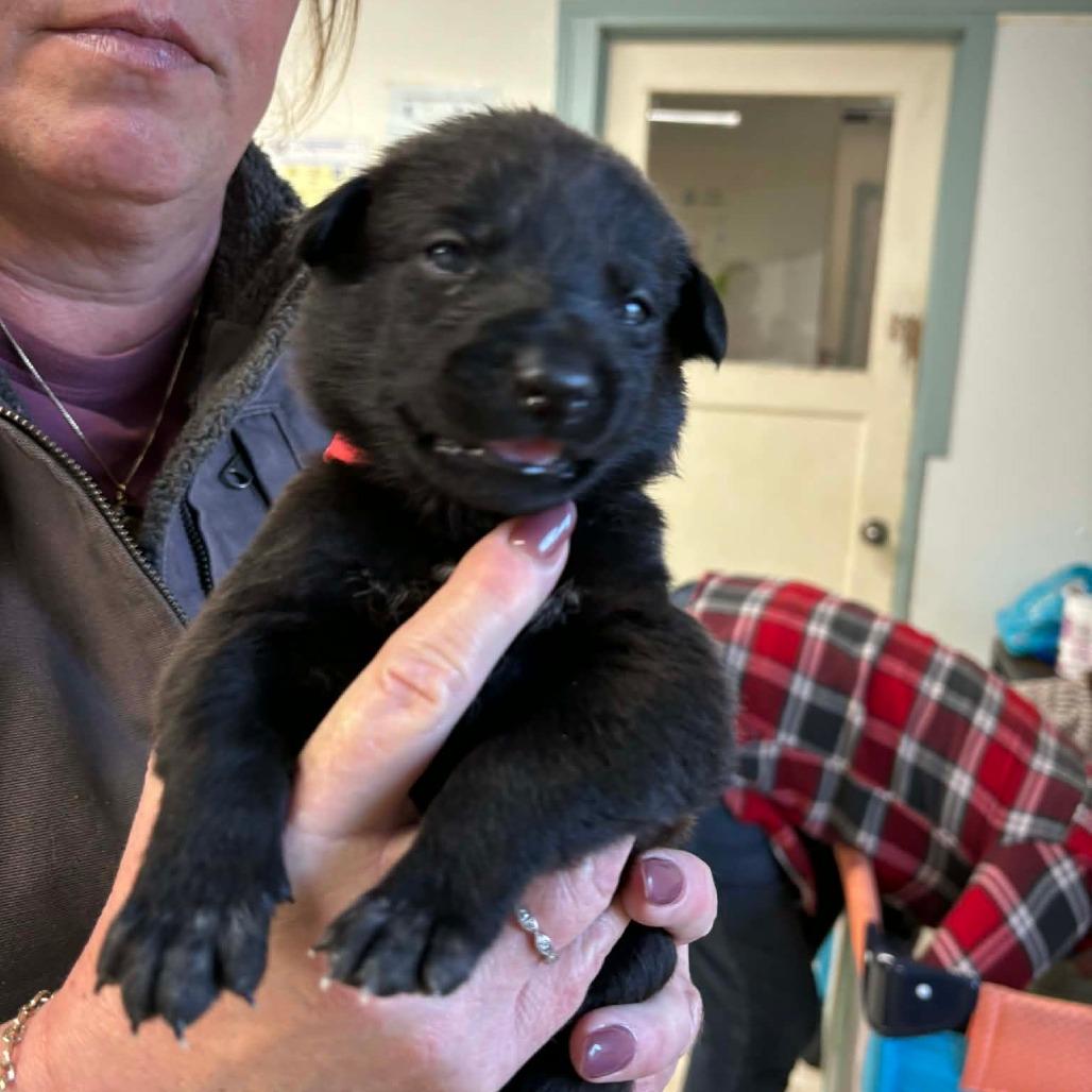 Enlarge Encore 4, a Adoptable Mixed Breed in Mount Shasta, CA image 2/4