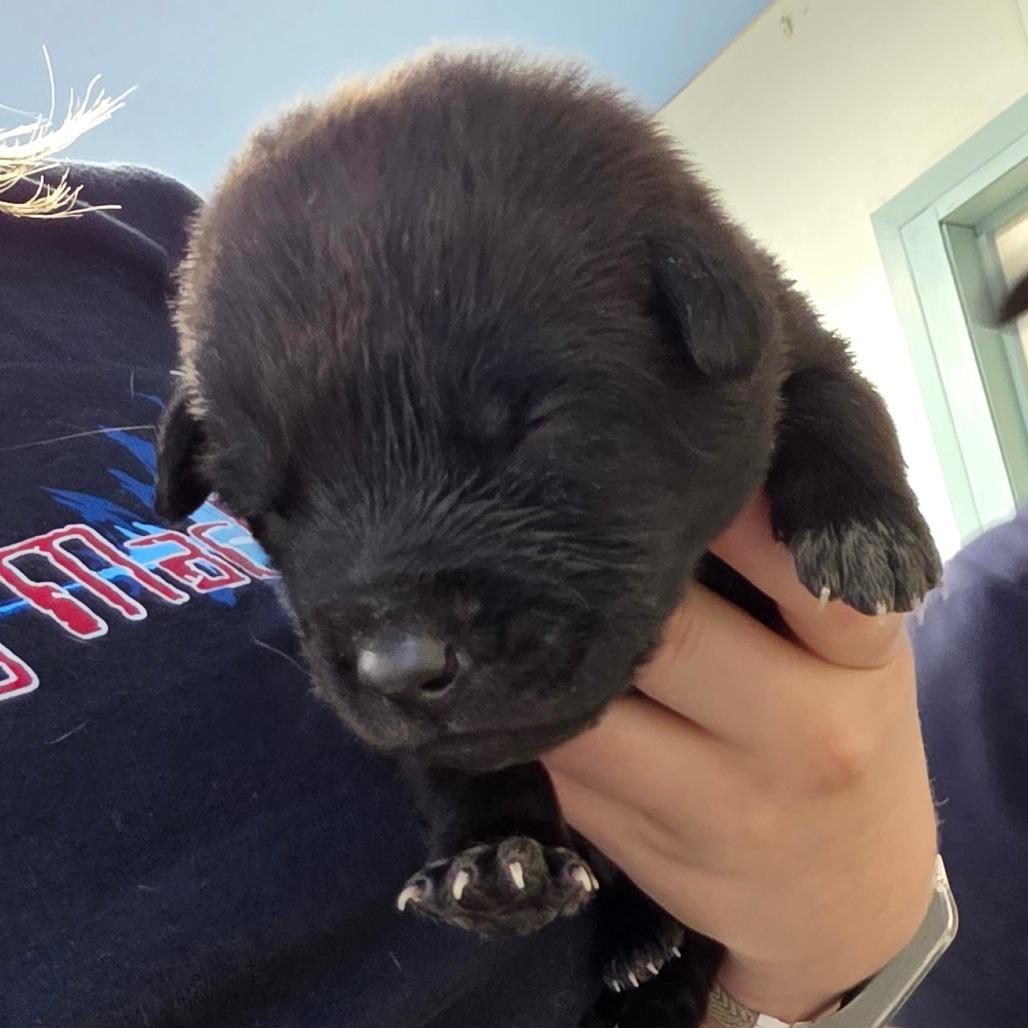 Enlarge Encore 4, a Adoptable Mixed Breed in Mount Shasta, CA image 3/4