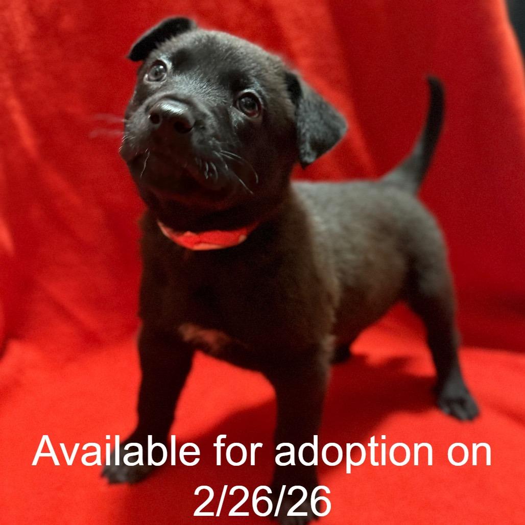 Enlarge Encore 4, a Adoptable Mixed Breed in Mount Shasta, CA image 4/4