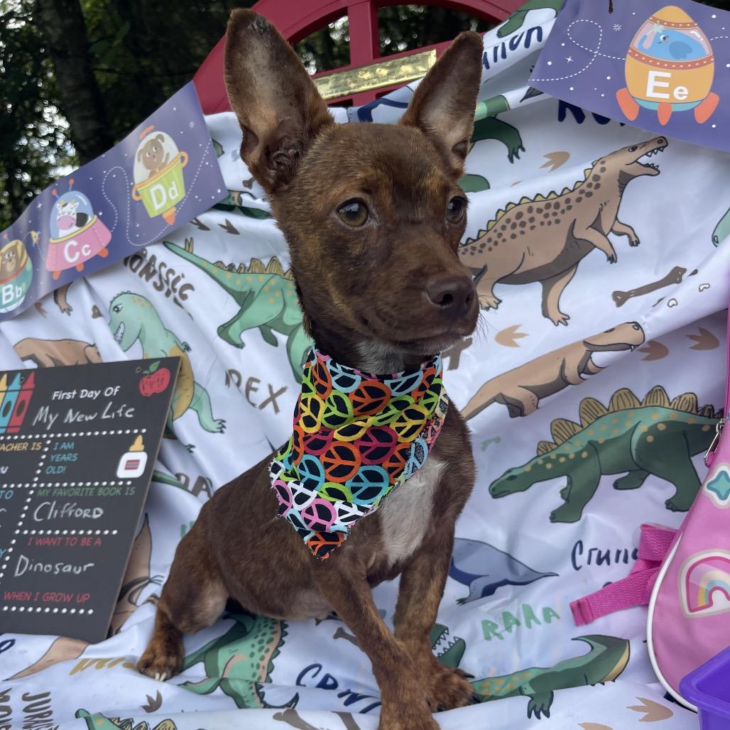 Cleo, adopted, Puppy Female Chihuahua.