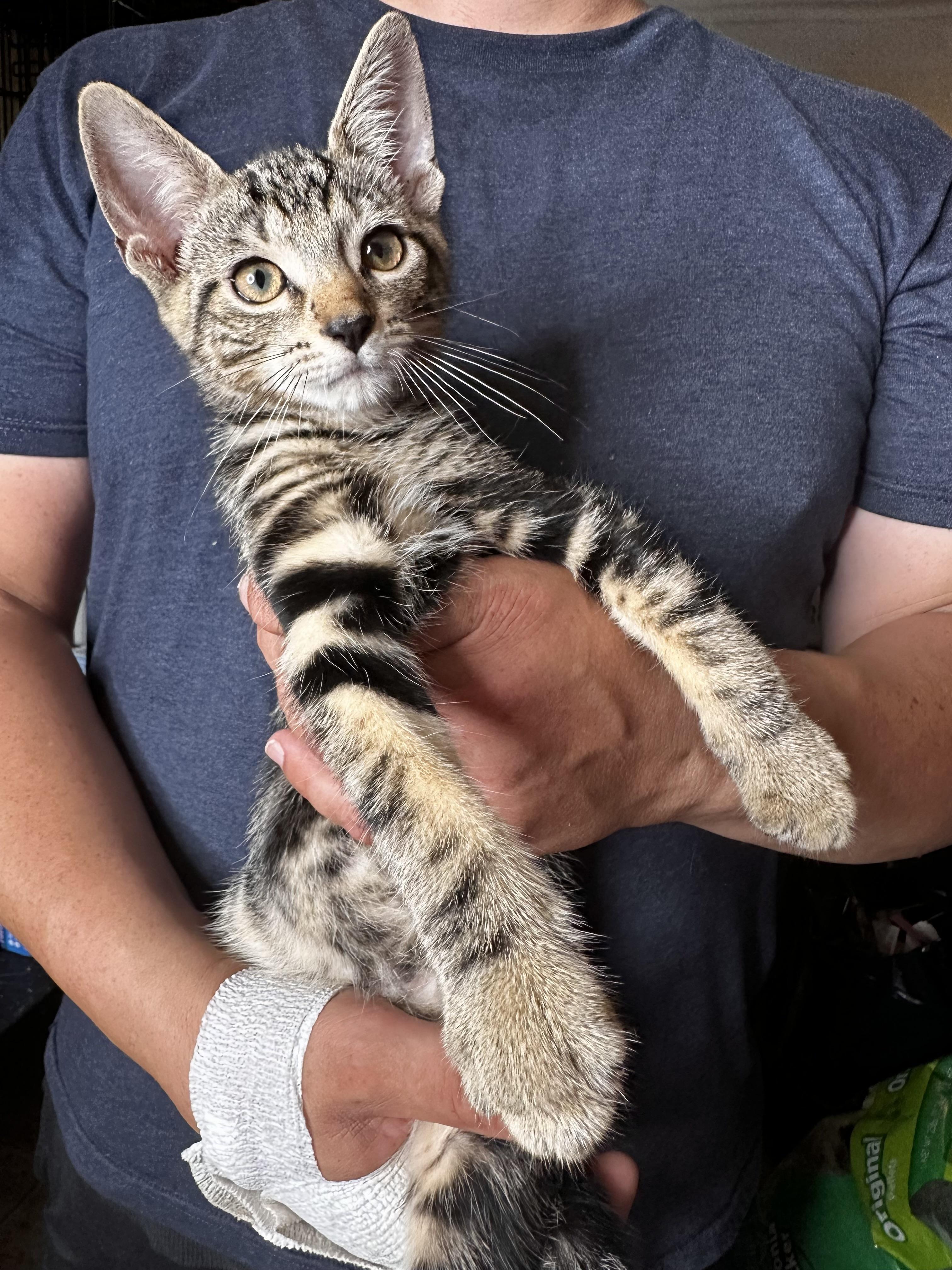 PERCY Tabby Cat