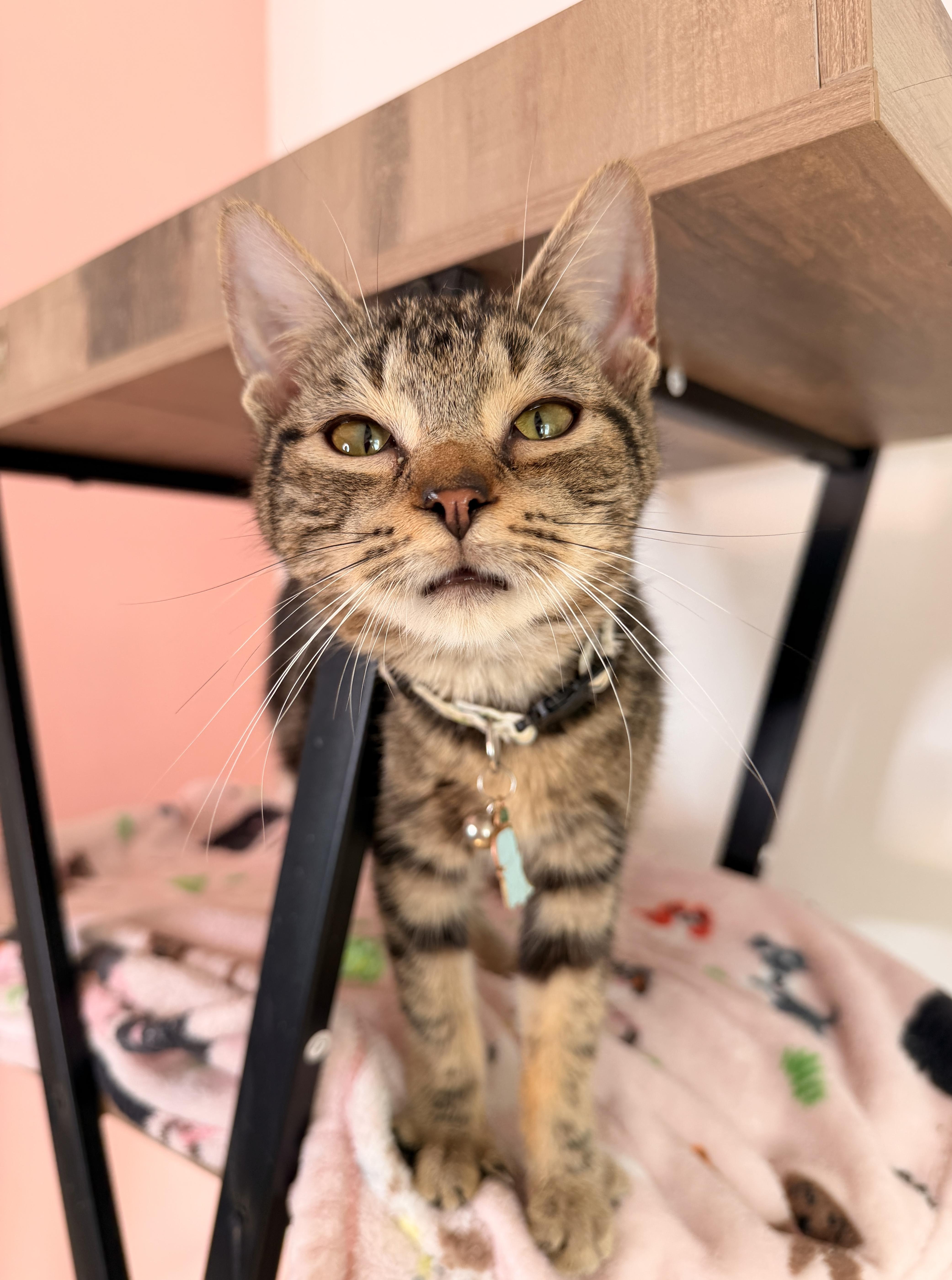 Enlarge PERCY, an adoptable Tabby in New York, NY image 3/3