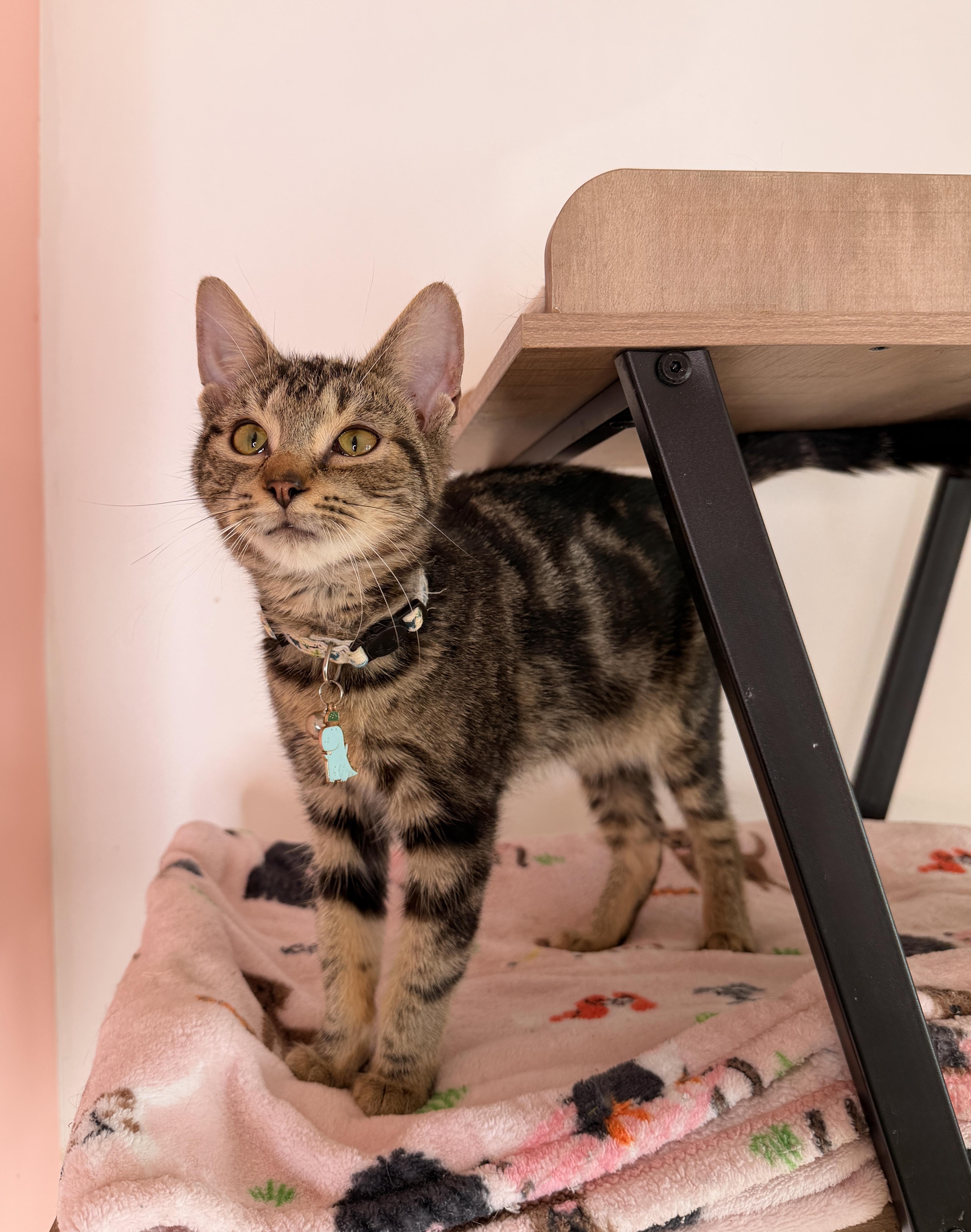 PERCY, adoptable, Kitten Male Tabby.