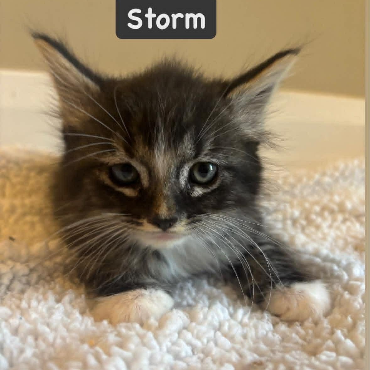 Enlarge Storm, an adopted Domestic Long Hair in St. George, UT image 1/1