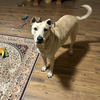 Simba, Adoptable, Adult Male Mixed Breed.