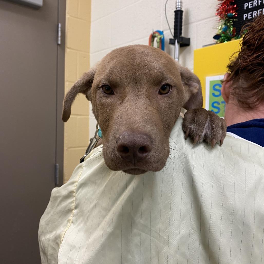 Enlarge Goldie S, a Adoptable Mixed Breed in Memphis, TN image 1/4