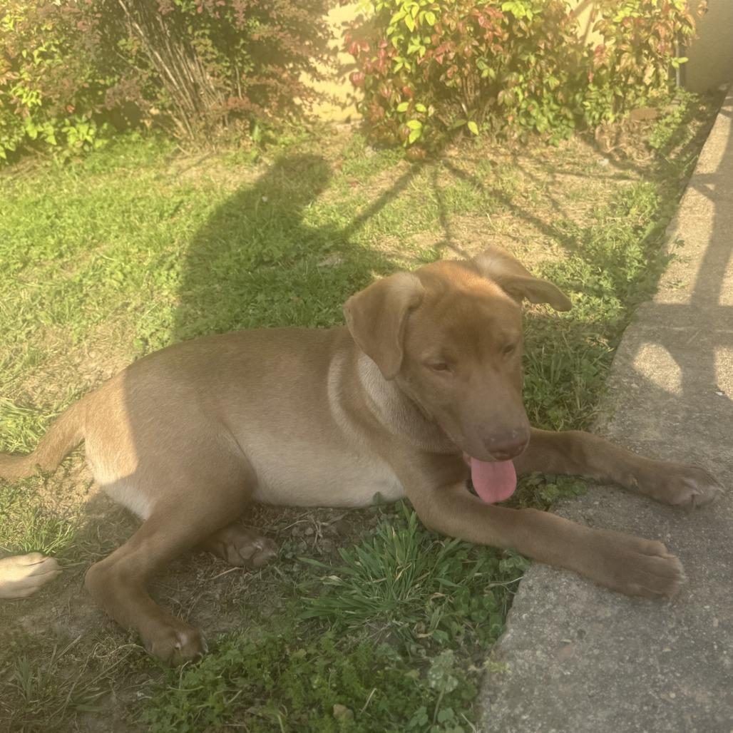 Enlarge Goldie S, a Adoptable Mixed Breed in Memphis, TN image 2/4