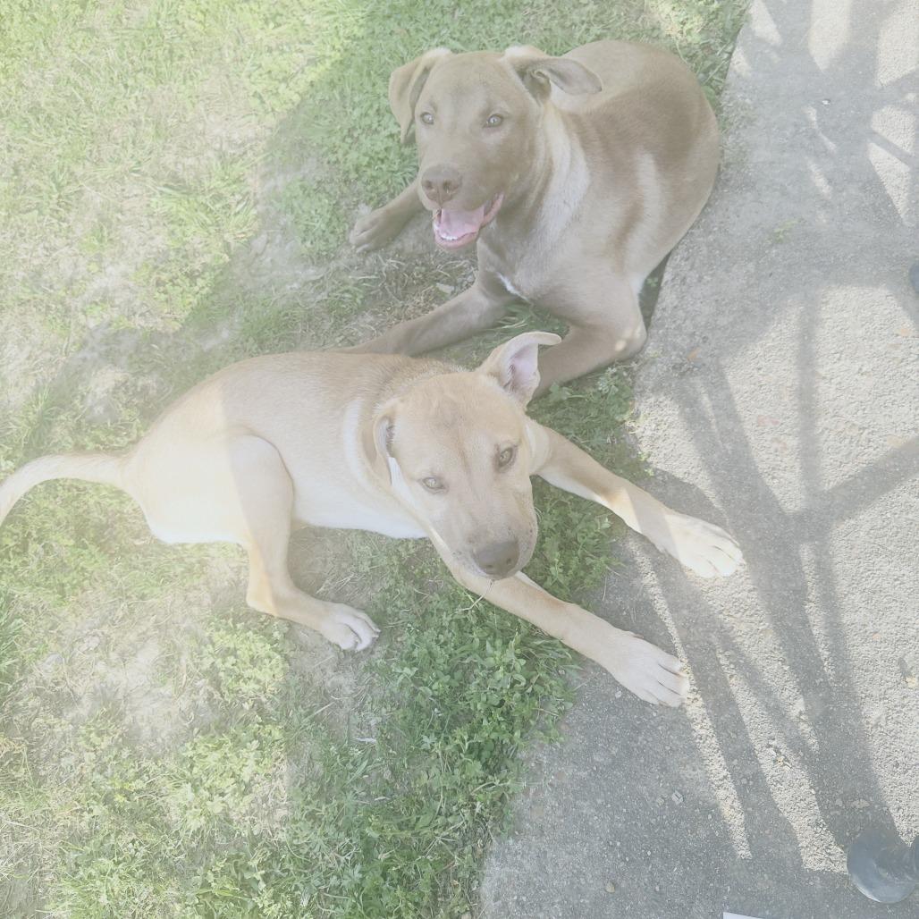 Enlarge Goldie S, a Adoptable Mixed Breed in Memphis, TN image 3/4