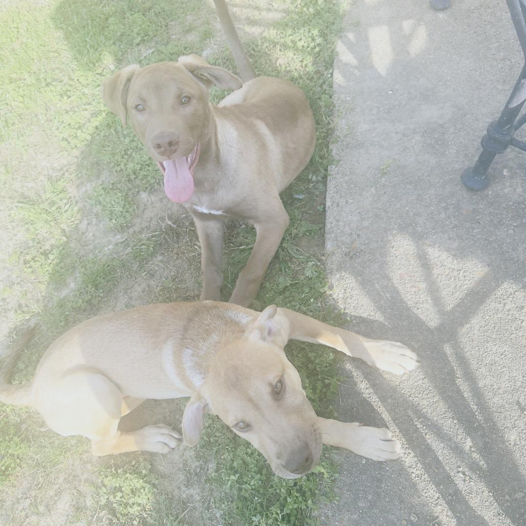 Enlarge Goldie S, a Adoptable Mixed Breed in Memphis, TN image 4/4