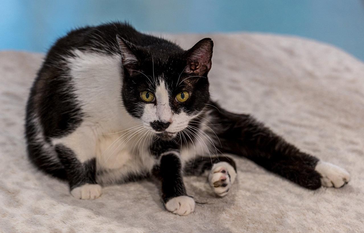 Stashie - KBC, Adopted, Adult Male Domestic Short Hair.