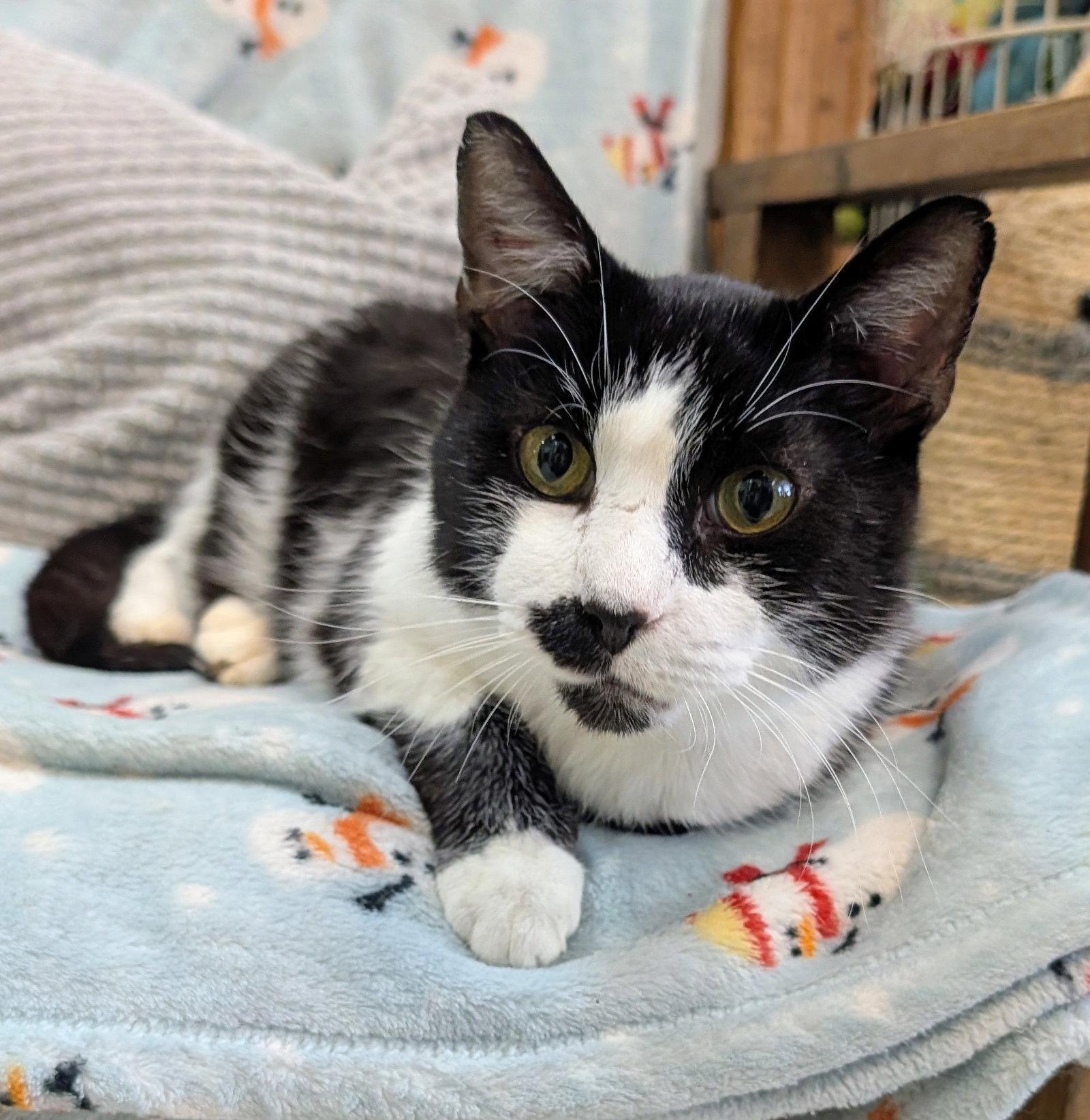 Enlarge Stashie - KBC, a Adopted Domestic Short Hair in Dublin, OH image 2/3