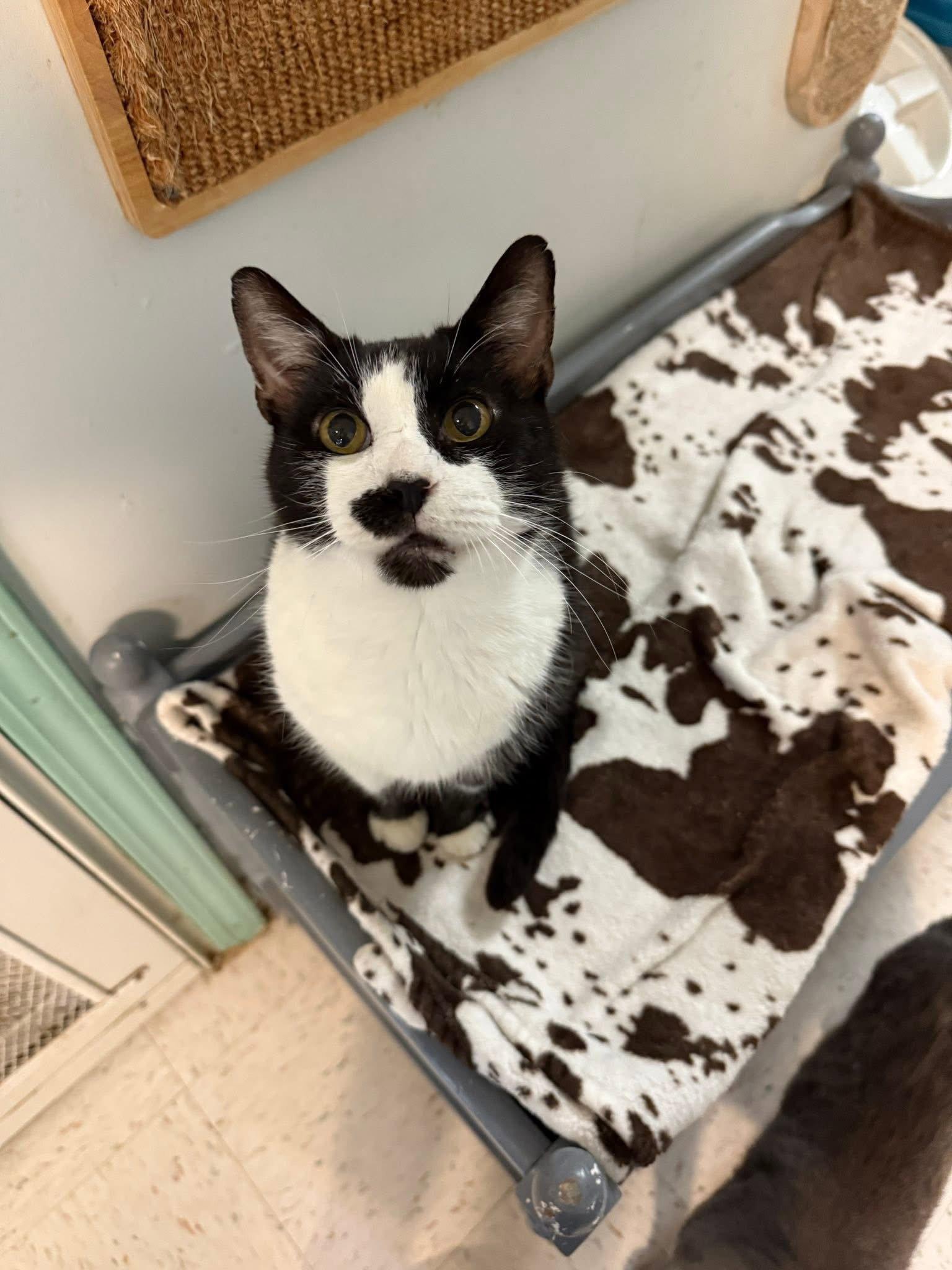 Enlarge Stashie - KBC, a Adopted Domestic Short Hair in Dublin, OH image 3/3
